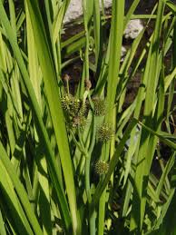 Attēlu rezultāti vaicājumam “Sparganiaceae”