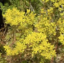 Attēlu rezultāti vaicājumam “Sedum rupestre leaf”
