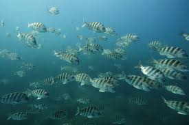 Image result for Archosargus probatocephalus