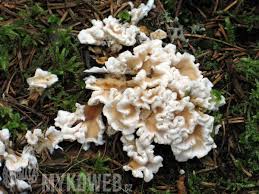 Attēlu rezultāti vaicājumam “Sistotrema confluens”