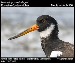 Attēlu rezultāti vaicājumam “Haematopus ostralegus”