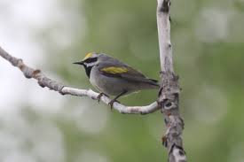 Image result for Vermivora chrysoptera