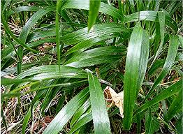 Attēlu rezultāti vaicājumam “Brachypodium sylvaticum leaf”