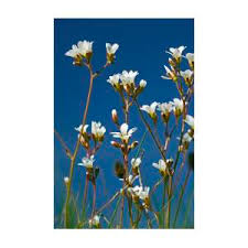 Attēlu rezultāti vaicājumam “Saxifraga granulata flower”