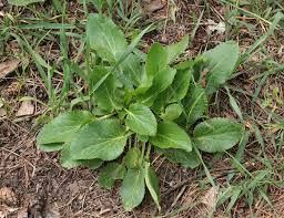 Attēlu rezultāti vaicājumam “Eryngium planum leaf”