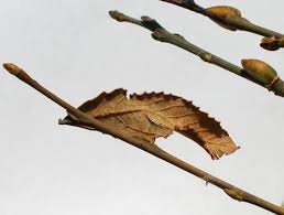 Attēlu rezultāti vaicājumam “Salix cinerea”