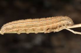 Attēlu rezultāti vaicājumam “Mythimna impura”