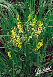 Attēlu rezultāti vaicājumam “Melilotus”