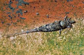 Attēlu rezultāti vaicājumam “Machilidae”