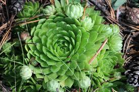 Attēlu rezultāti vaicājumam “Jovibarba globifera flower”