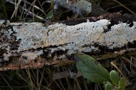 Attēlu rezultāti vaicājumam “Ceriporia viridans”