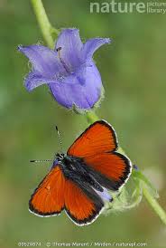 Attēlu rezultāti vaicājumam “Lycaena hippothoe male”