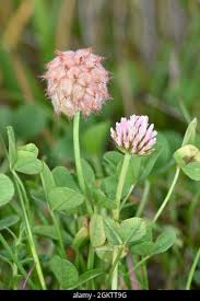 Attēlu rezultāti vaicājumam “Trifolium fragiferum flower”