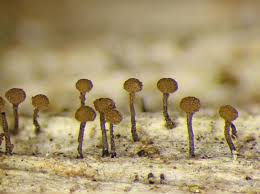 Attēlu rezultāti vaicājumam “Sclerophora pallida”