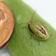 Attēlu rezultāti vaicājumam “Pentatomidae”