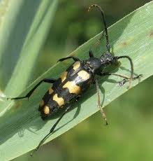Attēlu rezultāti vaicājumam “Leptura quadrifasciata”