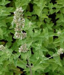 Image result for Melisse