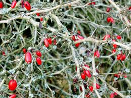 Attēlu rezultāti vaicājumam “Berberis thunbergii fruit”