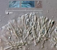 Attēlu rezultāti vaicājumam “Pseudomerulius aureus”