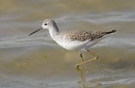 Attēlu rezultāti vaicājumam “Tringa stagnatilis adult”