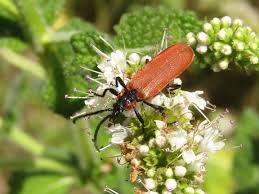 Attēlu rezultāti vaicājumam “Lygistopterus sanguineus”