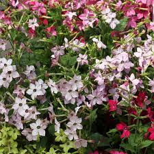 Image result for Nicotiana x sanderae `Perfume`F1