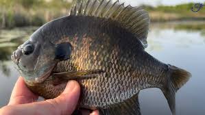 Image result for Micropterus dolomieu