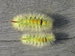 Attēlu rezultāti vaicājumam “Calliteara pudibunda larva”