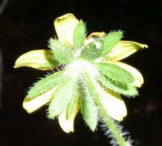 Attēlu rezultāti vaicājumam “Rudbeckia hirta var. hirta leaf”