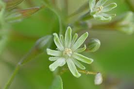 Attēlu rezultāti vaicājumam “Gymnocladus dioicus flower”