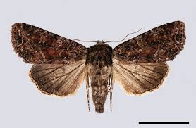 Attēlu rezultāti vaicājumam “Apamea remissa”