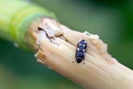 Attēlu rezultāti vaicājumam “Glischrochilus grandis”