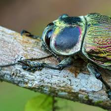 Attēlu rezultāti vaicājumam “Collaria rubens macro”