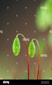 Attēlu rezultāti vaicājumam “Pohlia nutans sporophyte”