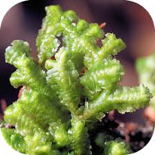 Attēlu rezultāti vaicājumam “Bazzania trilobata”