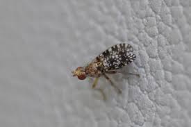 Attēlu rezultāti vaicājumam “Trypetoptera punctulata”