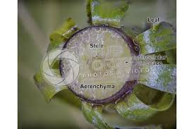 Attēlu rezultāti vaicājumam “Hippuris vulgaris leaf”