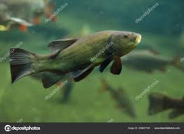 Image result for Tinca tinca