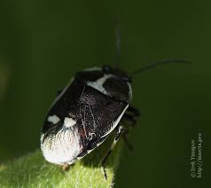 Attēlu rezultāti vaicājumam “Eurydema oleracea imago”