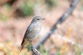 Attēlu rezultāti vaicājumam “Phoenicurus ochruros female”