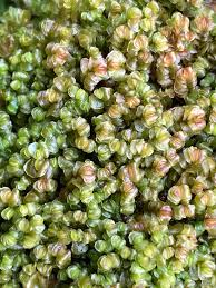 Attēlu rezultāti vaicājumam “Jungermannia sphaerocarpa”