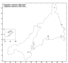 Attēlu rezultāti vaicājumam “Zygodon rupestris”