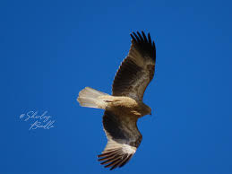 Image result for Poole Kite Fliers