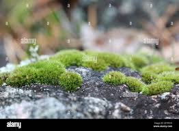 Attēlu rezultāti vaicājumam “Grimmia muehlenbeckii sporophyte”