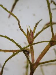 Attēlu rezultāti vaicājumam “Najas minor”