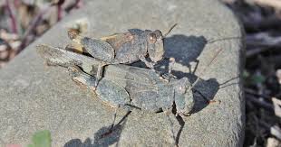 Attēlu rezultāti vaicājumam “Oedipoda caerulescens”