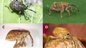Attēlu rezultāti vaicājumam “Curculio nucum”