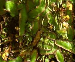 Attēlu rezultāti vaicājumam “Reboulia hemisphaerica”