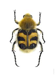 Attēlu rezultāti vaicājumam “Trichius fasciatus imago”