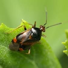 Attēlu rezultāti vaicājumam “Deraeocoris ruber imago”